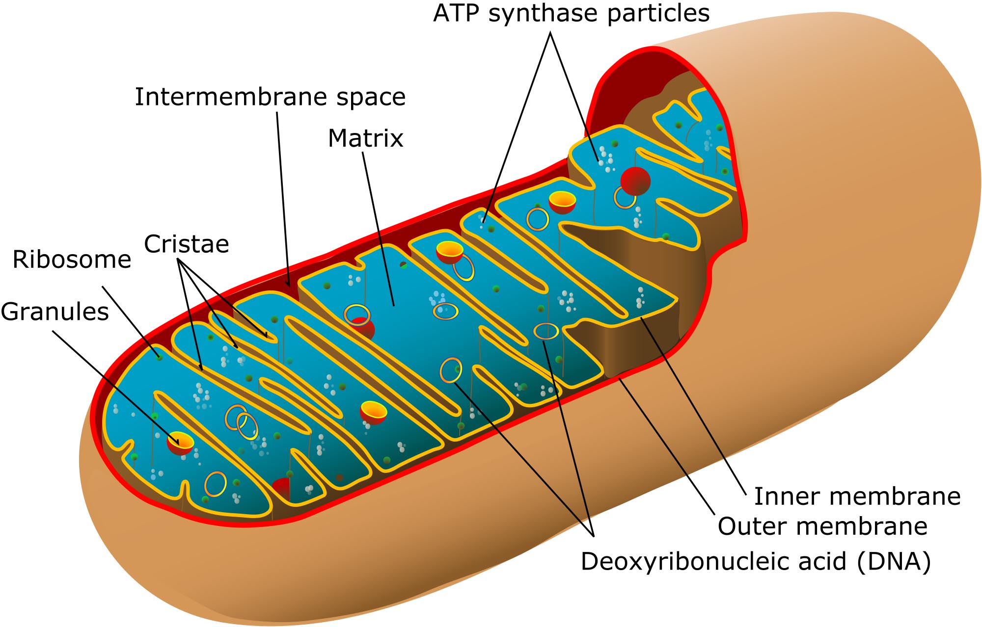 2000px-animal_mitochondrion_diagram_en_edit-svg